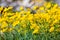 Field of Pygmy poppies Eschscholzia minutiflora growing during a super bloom in Anza Borrego Desert State Park, south California