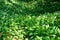 A field of ramson wild leek