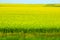 A Field of Rapeseed