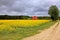 Field of rapeseed