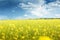 Field of rapeseed