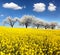 Field of rapeseed and alley of cherry tree