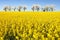 Field of rapeseed and alley of cherry tree