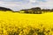 Field of rapeseed with beautiful cloud