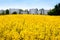 Field of Rapeseed blossoming Grain reservoir background
