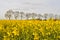 A Field of Rapeseed (Brassica napus)