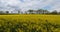 Field of rapeseed Brassica napus, in the Cotes d Armor department in Brittany, France