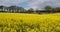 Field of rapeseed Brassica napus, in the Cotes d Armor department in Brittany, France