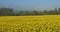 Field of rapeseed Brassica napus, in the Cotes d Armor department in Brittany, France