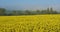 Field of rapeseed Brassica napus, in the Cotes d Armor department in Brittany, France