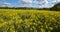 Field of rapeseed Brassica napus, in the Cotes d Armor department in Brittany, France