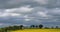 Field of rapeseed Brassica napus, in the Cotes d Armor department in Brittany, France