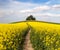 Field of rapeseed (brassica napus) with path way