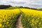 Field of rapeseed (brassica napus) with rural road