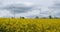 Field of rapeseed Brassica napusand wind turbines in the Cotes d Armor department in Brittany, France