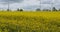 Field of rapeseed Brassica napusand wind turbines in the Cotes d Armor department in Brittany, France