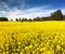 Field of rapeseed, canola or colza