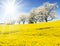 Field of rapeseed, canola or colza