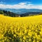 Field of rapeseed, canola or colza