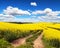 Field of rapeseed, canola or colza