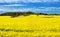 Field of rapeseed, canola or colza