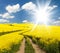 Field of rapeseed, canola or colza