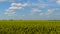 Field of rapeseed, canola or colza Brassica napus, Ukraine