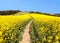 Field of rapeseed, canola or colza and pathway