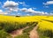 Field of rapeseed, canola or colza with rural road