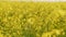 Field rapeseed or canola in countryside. Panorama. Close up.