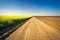 Field of rapeseed canola, with rural road, plowed field and cl