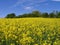 Field of Rapeseed, England