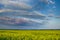 Field of rapeseed, horizon and colorful evening clouds on a blue sky