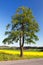 Field of rapeseed and lime tree