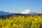 A field of rapeseed with Mount Fuji