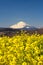 A field of rapeseed with Mount Fuji