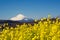 A field of rapeseed with Mount Fuji