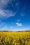 Field of Rapeseed Oil on a sunny day