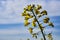 Field of rapeseed, oilseeds. Close-up in a cultivated agricultural field