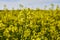 Field of rapeseed, oilseeds. Close-up in a cultivated agricultural field