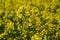 Field of rapeseed, oilseeds. Close-up in a cultivated agricultural field