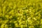 Field of rapeseed, oilseeds. Close-up in a cultivated agricultural field