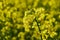 Field of rapeseed, oilseeds. Close-up in a cultivated agricultural field