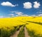 Field of rapeseed with rural road and beautiful cloud