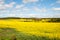 A field with rapeseed on a summerday