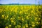 Field of rapeseeds