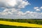 Field of rapeseeds in East Sussex, England