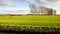 Field with recently sown young fresh green grass