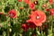 Field of red ANZAC poppies in summer.