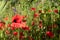 Field of red ANZAC poppies in summer.